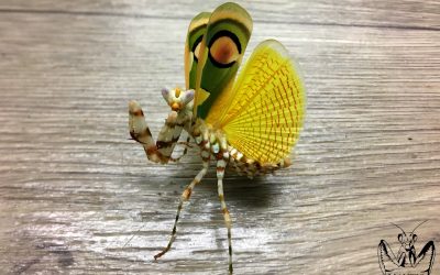 Chlidonoptera lestoni