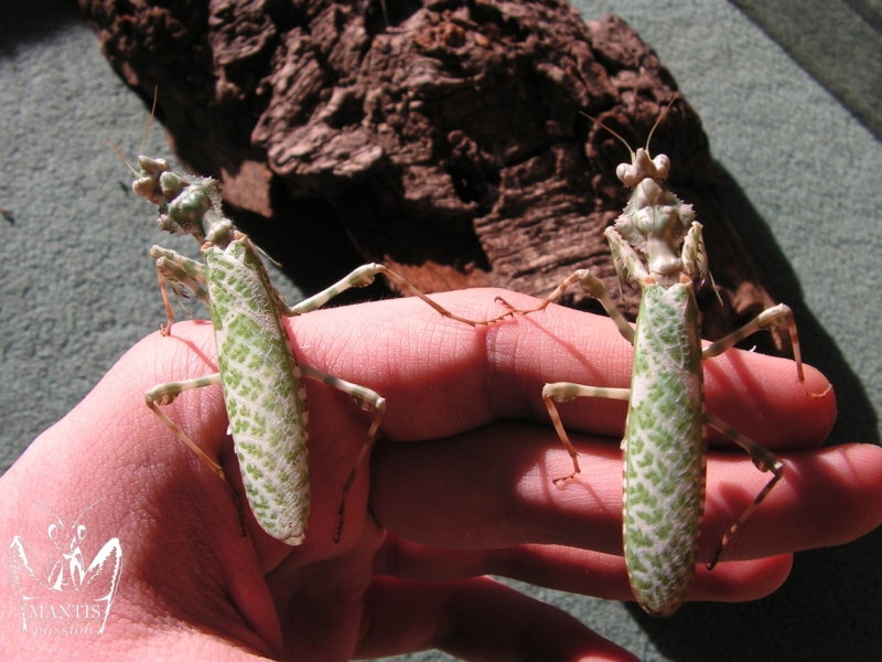 Femelles adultes