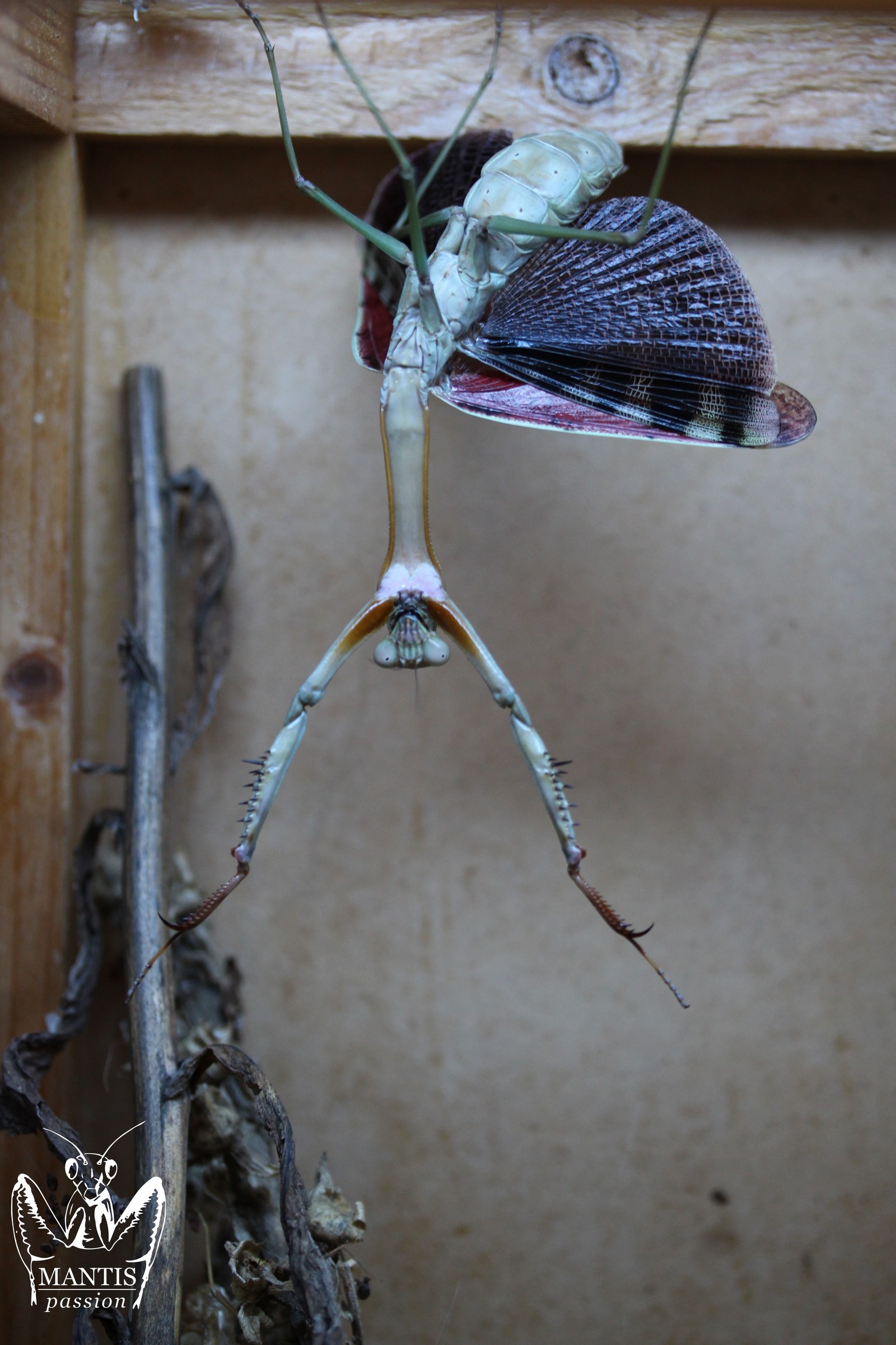 Plistospilota guineensis femelle adulte en posture d'intimidation