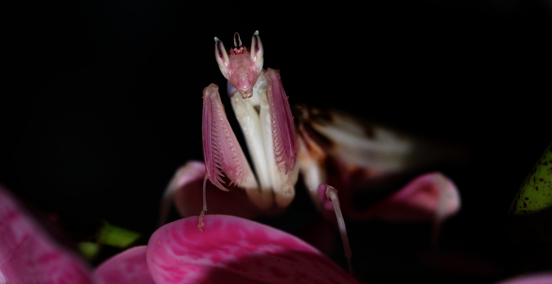 Femelle adulte d'Hymenopus coronatus