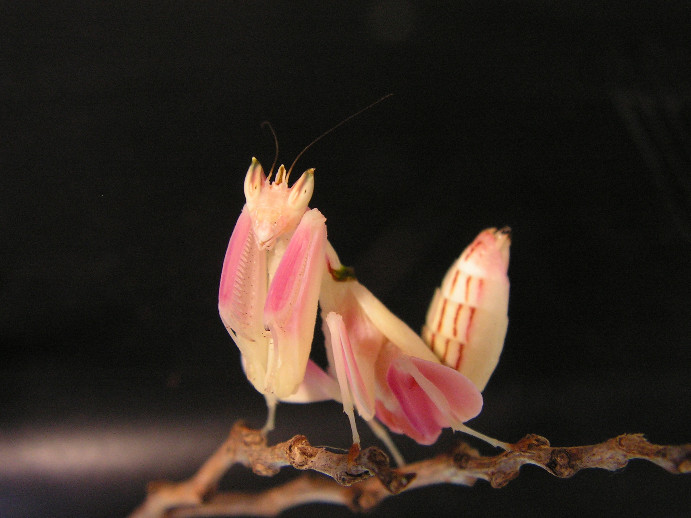 Hymenopus coronatus femelle sub adulte