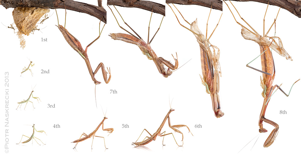 Etapes de vie d'une mante, mues et stades