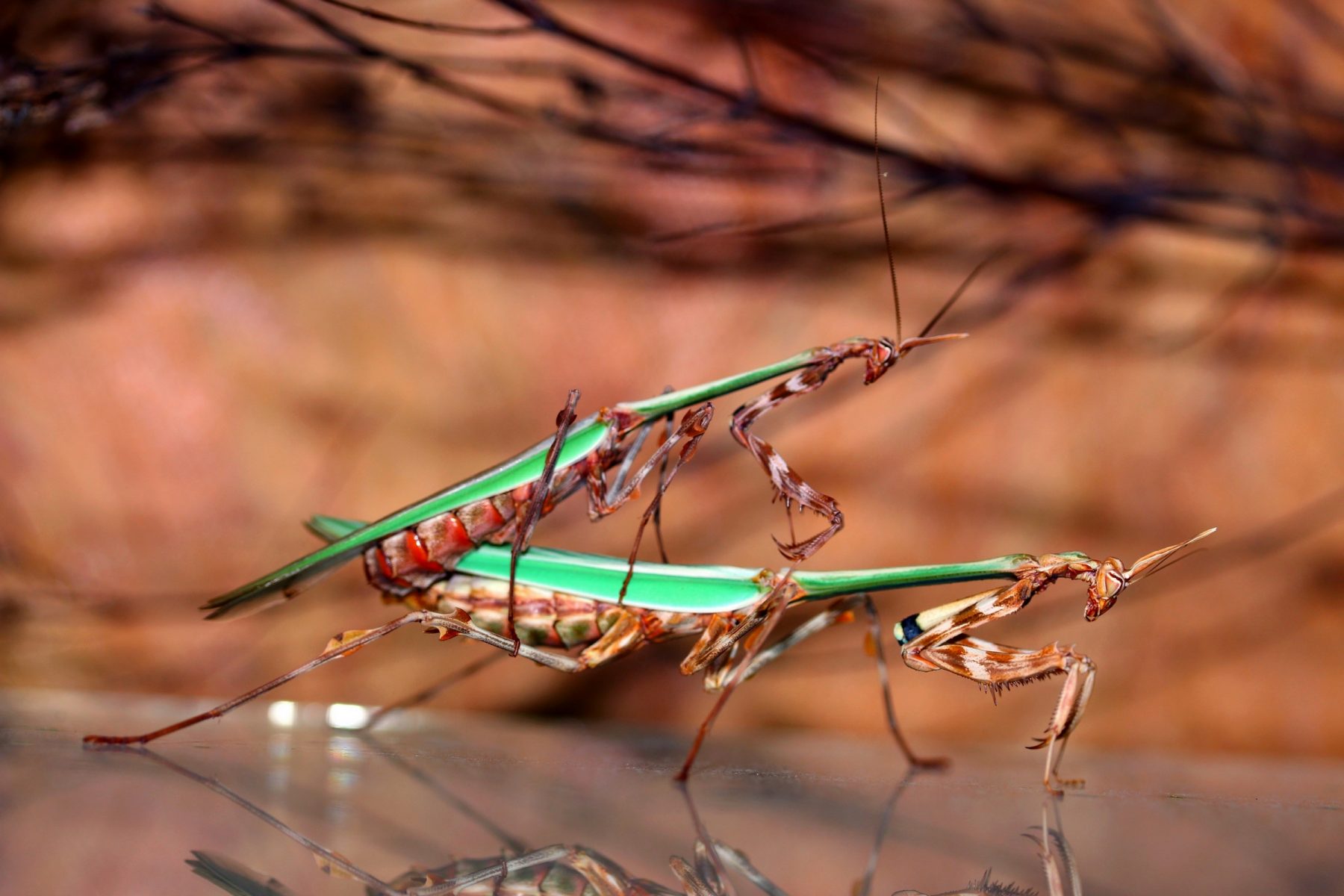 Zoolea lobipes couple adulte en accouplement