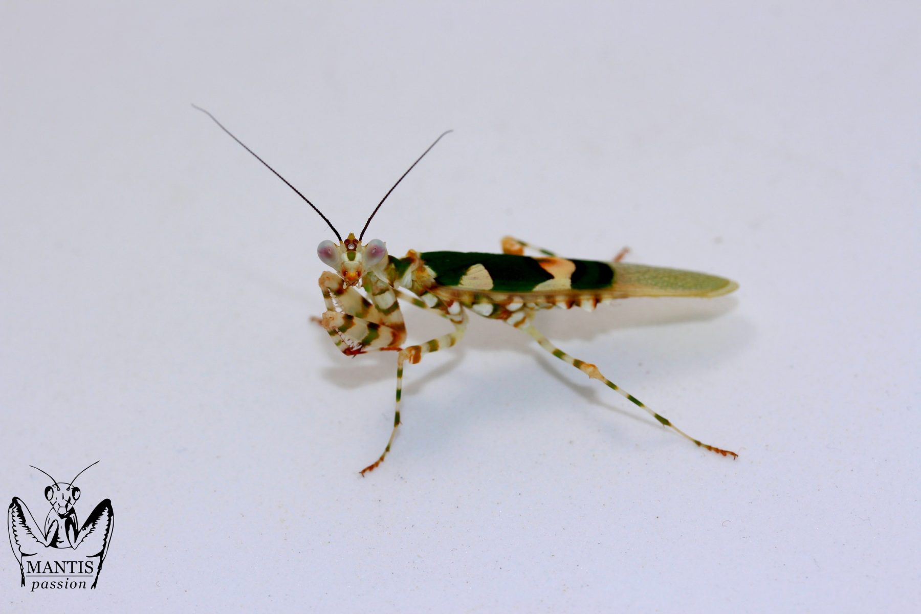 Chlidonoptera lestoni mâle adulte