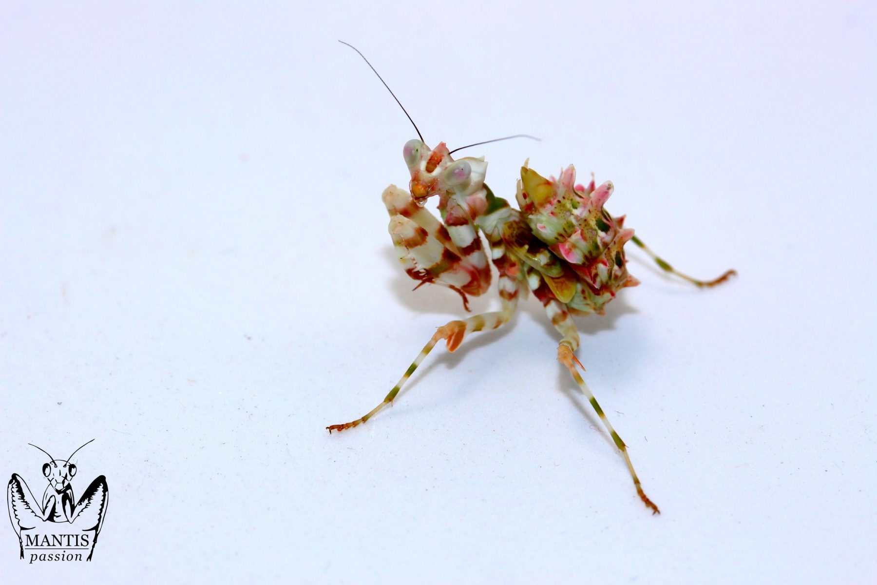 Chlidonoptera lestoni femelle sub adulte