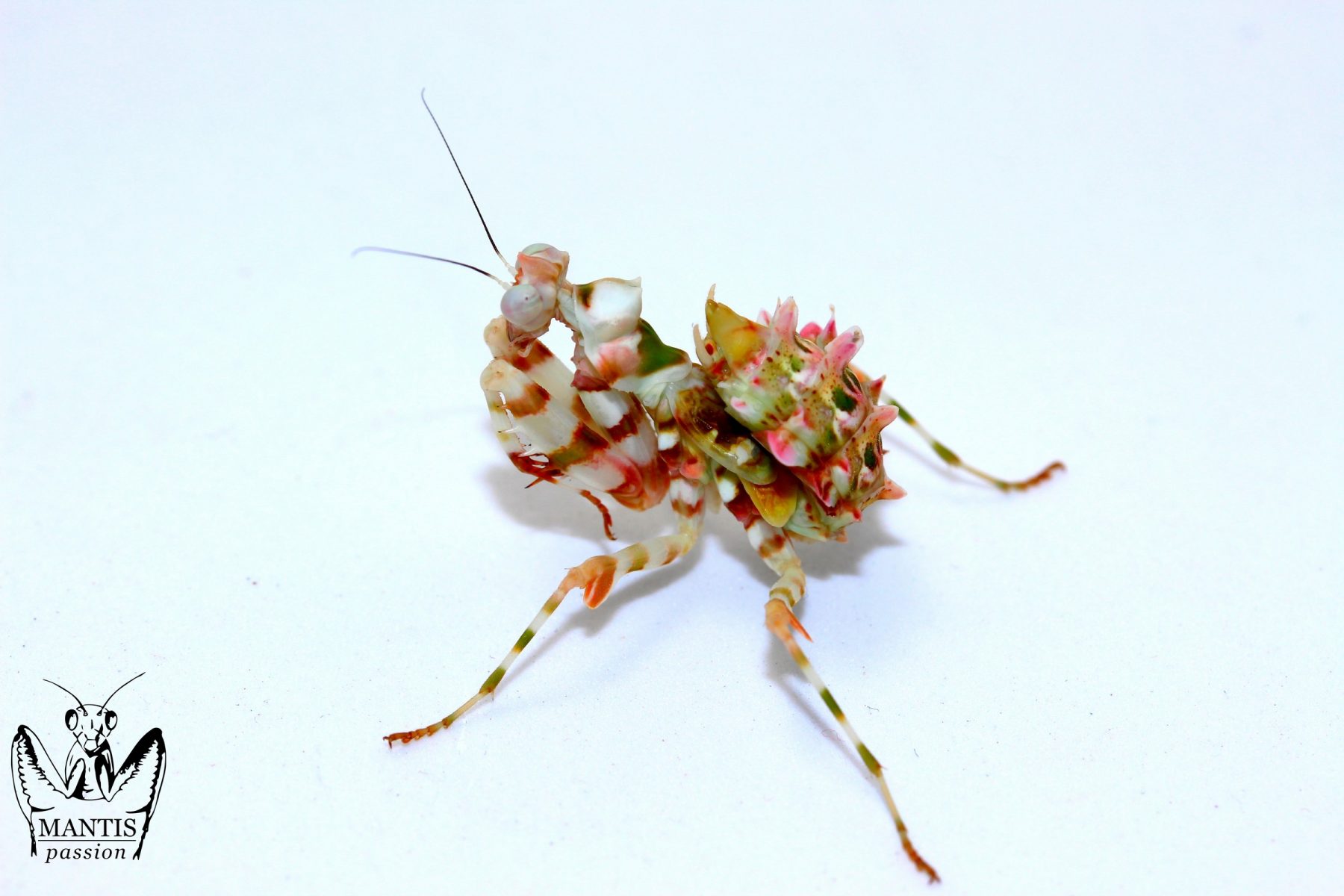 Chlidonoptera lestoni femelle sub adulte