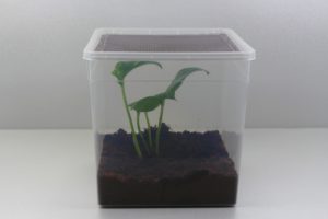 Kit terrarium simple