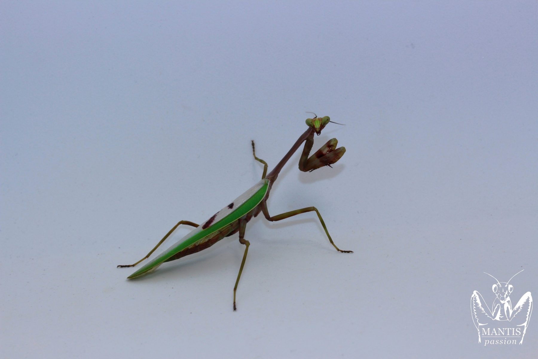 Stagmatoptera supplicaria mâle adulte