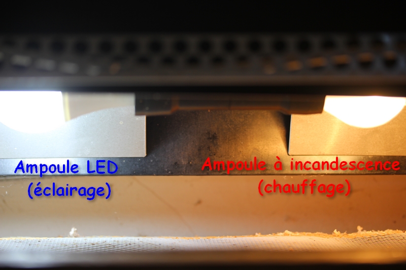 Ampoule LED et à incandescence pour éclairage et chauffage des mantes, phasmes, coléoptères, araignées