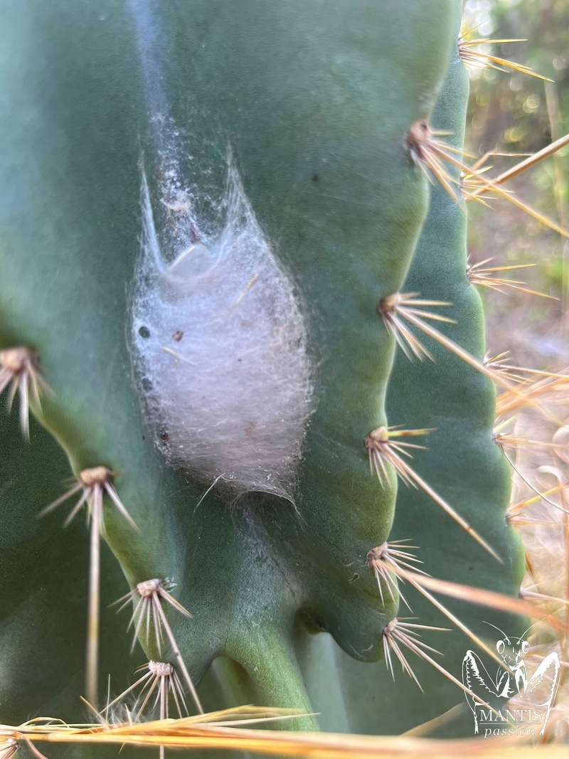 Phidippus regius Aventura dans sa loge