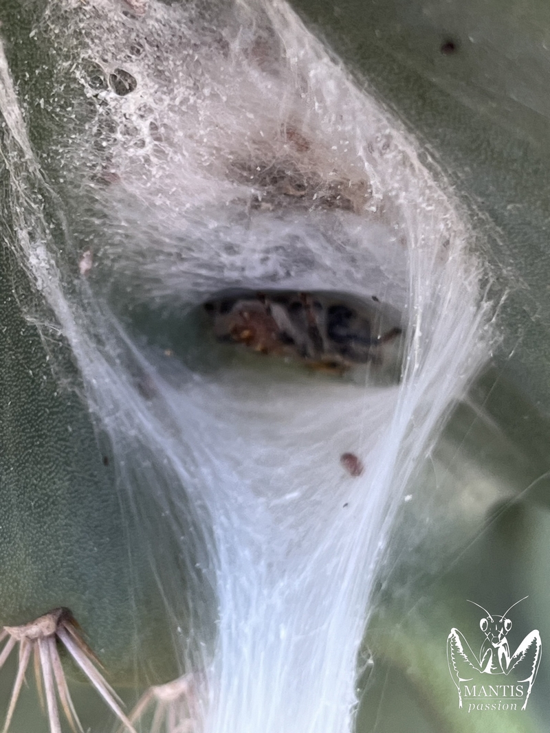 Phidippus regius Aventura femelle adulte dans sa loge