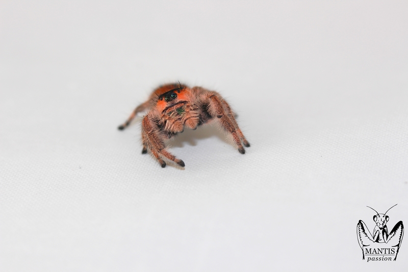 Phidippus regius Aventura femelle adulte