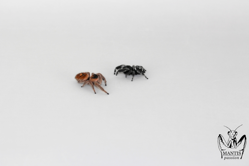 Phidippus regius Aventura couple adulte
