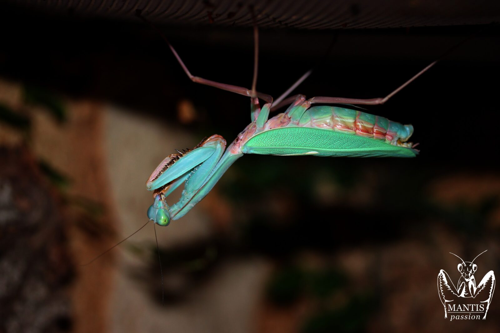 Hierodula sp papua femelle adulte