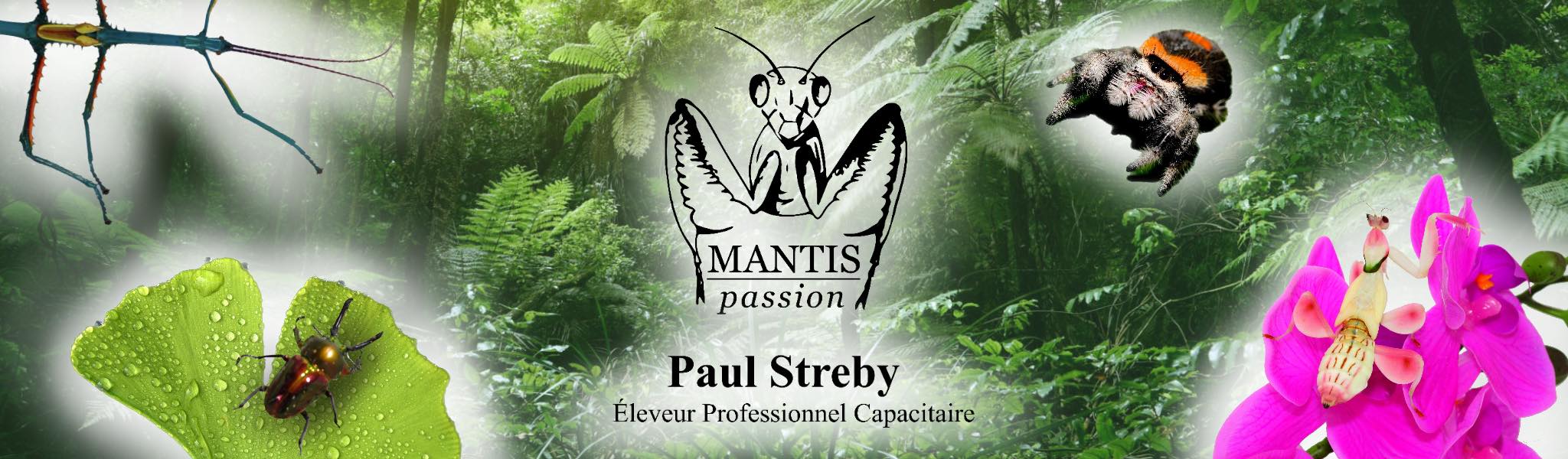 Mantis Passion site web
