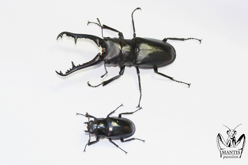 Prosopocoilus giraffa keisukei couple adulte