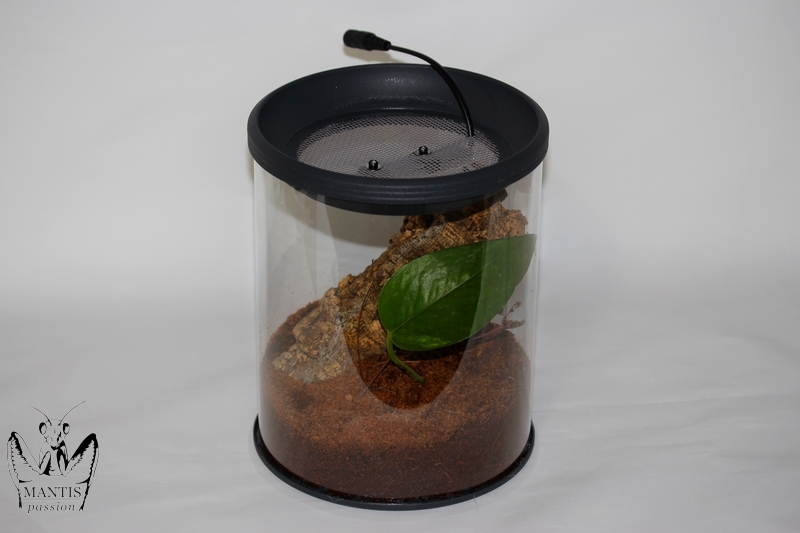 Terrarium rond pour insectes