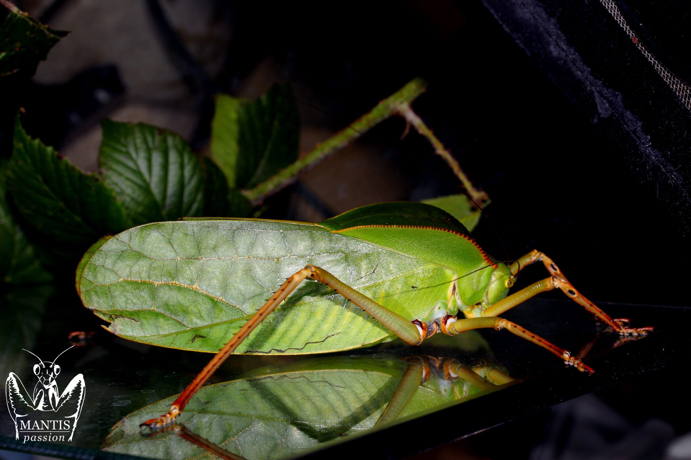 Siliquofera grandis adulte