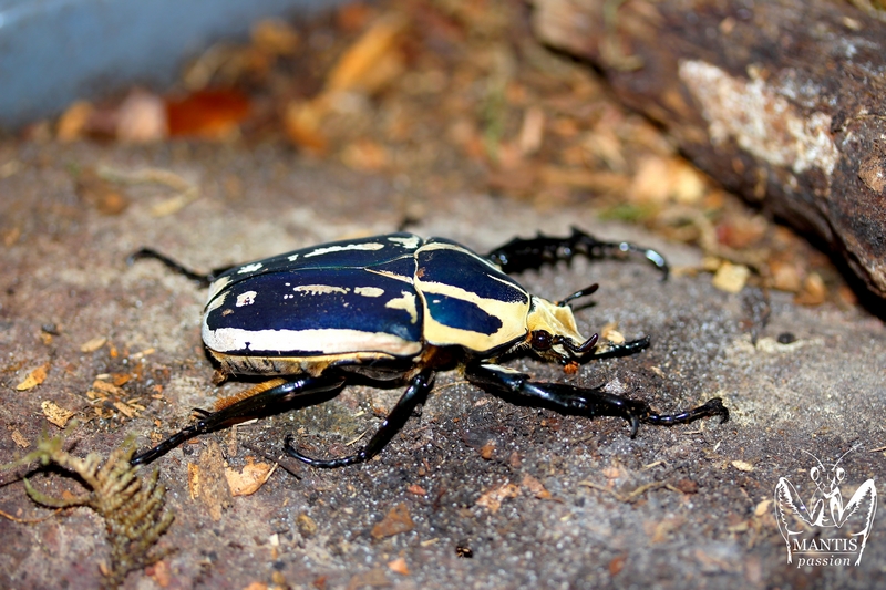 Mecynorrhina torquata ugandensis