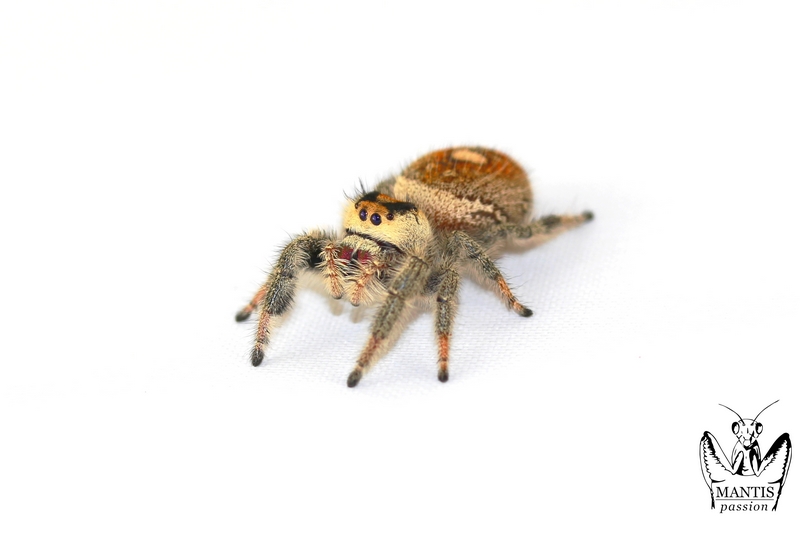 Phidippus regius Aventura femelle adulte