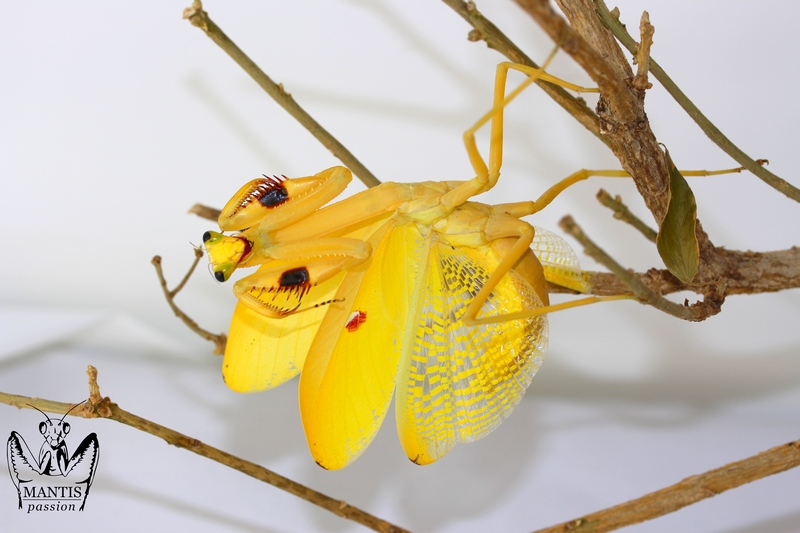 Stagmatoptera femoralis femelle adulte