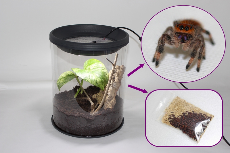 Pack Phidippus regius Aventura femelle