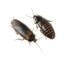 Blaptica dubia couple adulte