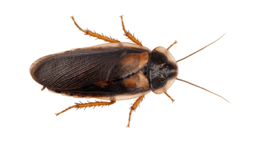 Blaptica dubia mâle adulte