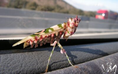 Pseudocreobotra wahlbergii