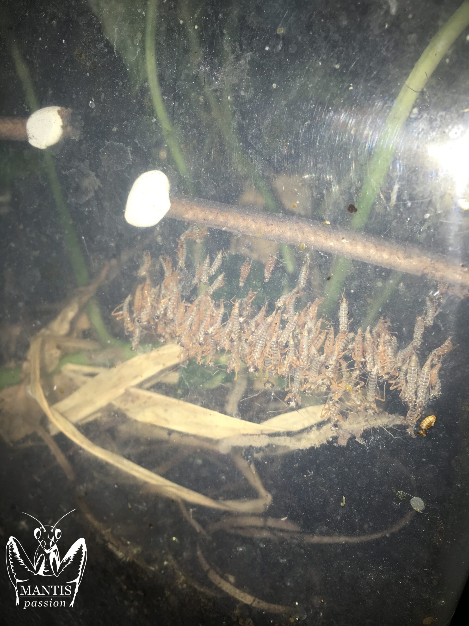 pseudocreobotra wahlbergii 36