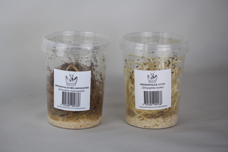 Souche de drosophiles à la vente
