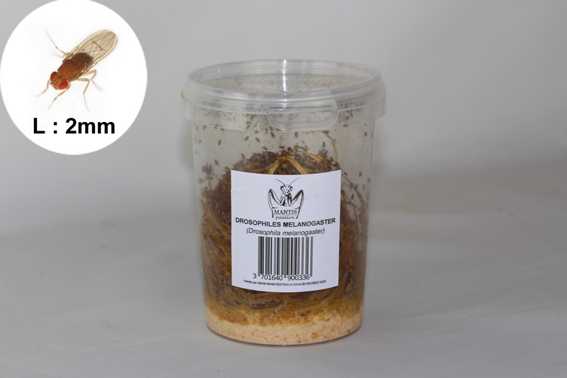 Souche Drosophila melanogaster