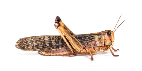Locusta migratoria - criquet migrateur