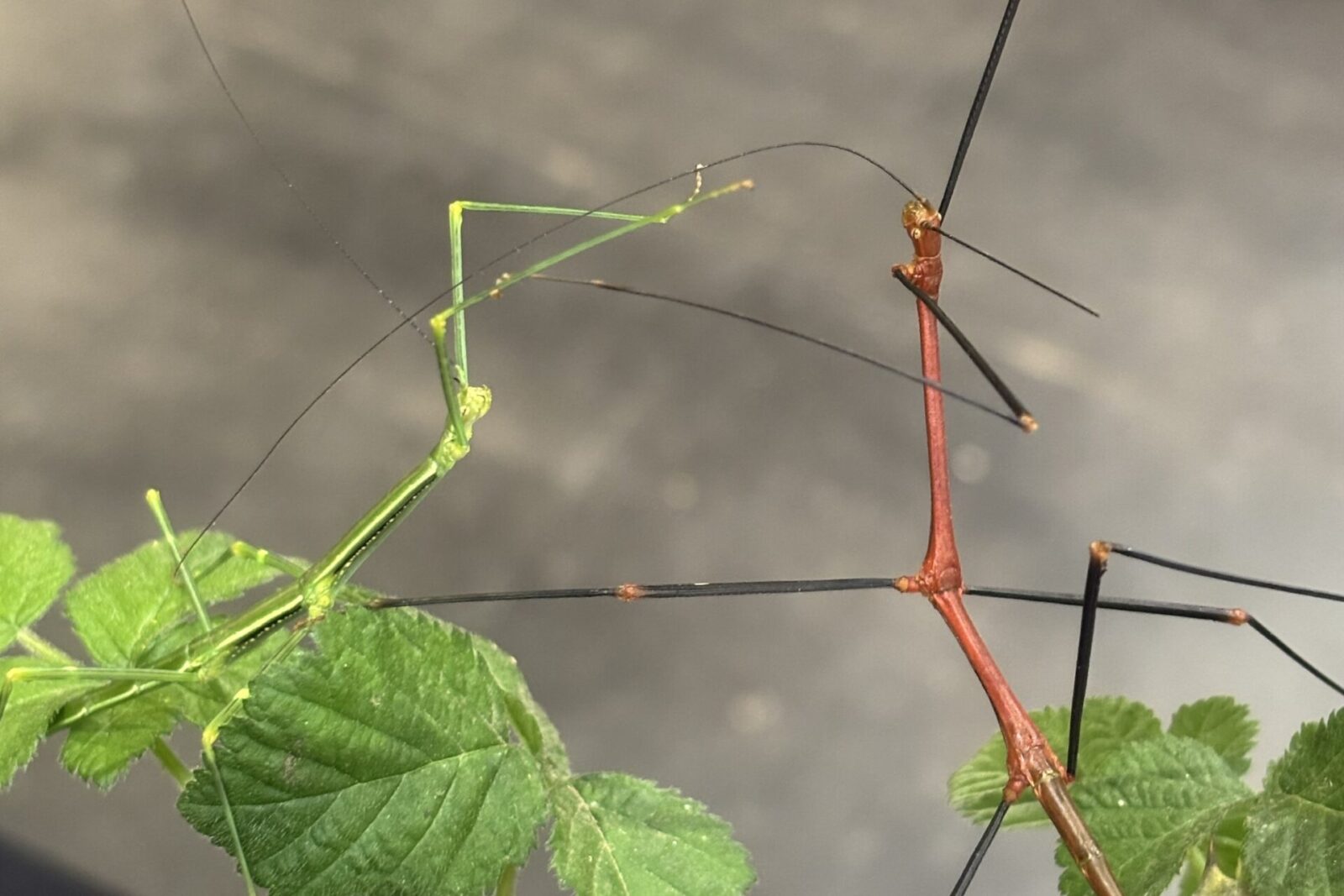 Lonchodiodes sp Ilocos