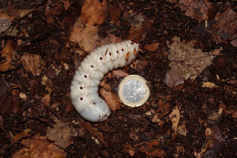 Larve L3 de Mecynorrhina torquata ugandensis