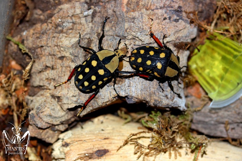 Amaurodes passerini couple adulte
