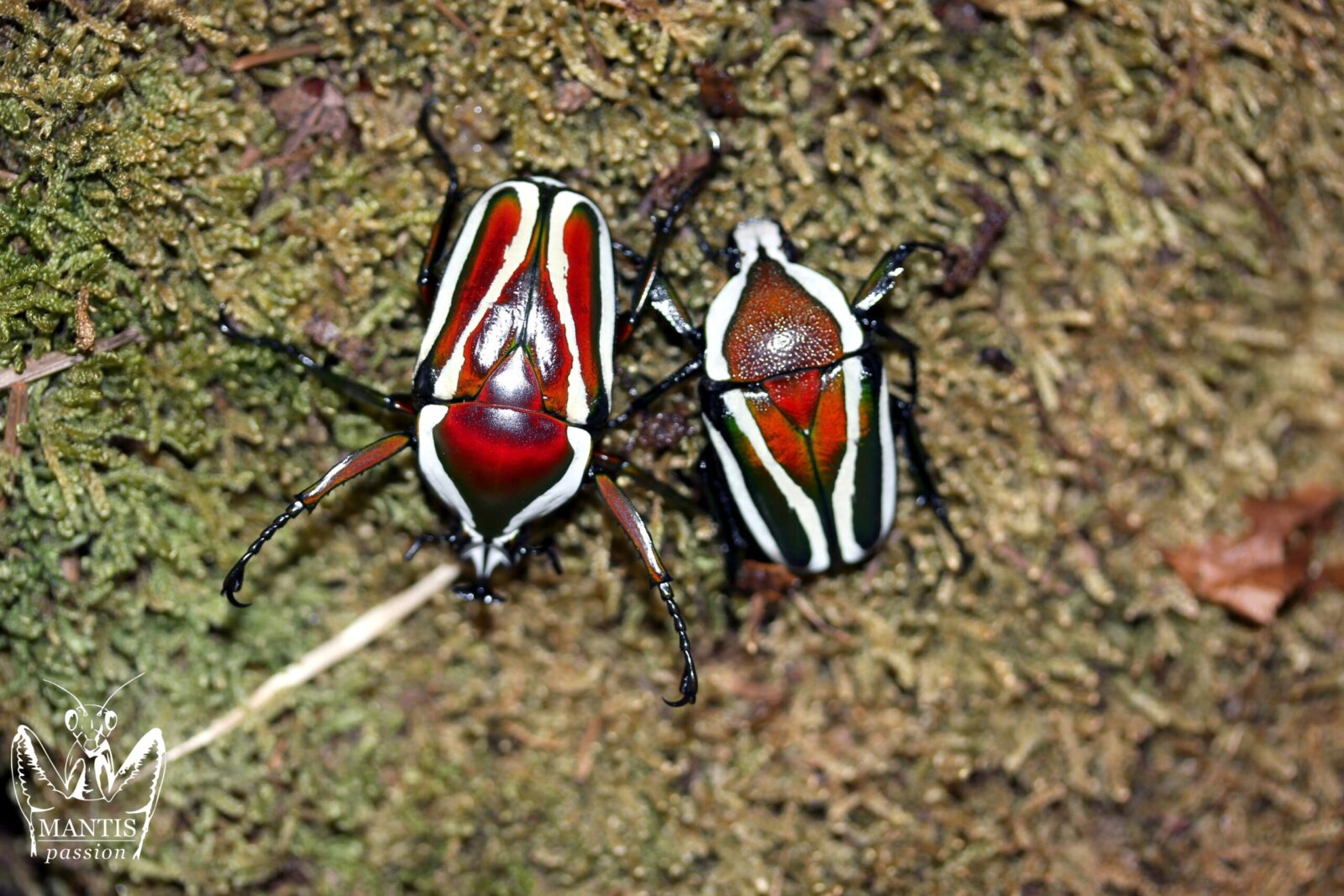 Dicronorhina derbyana layardi couple adulte