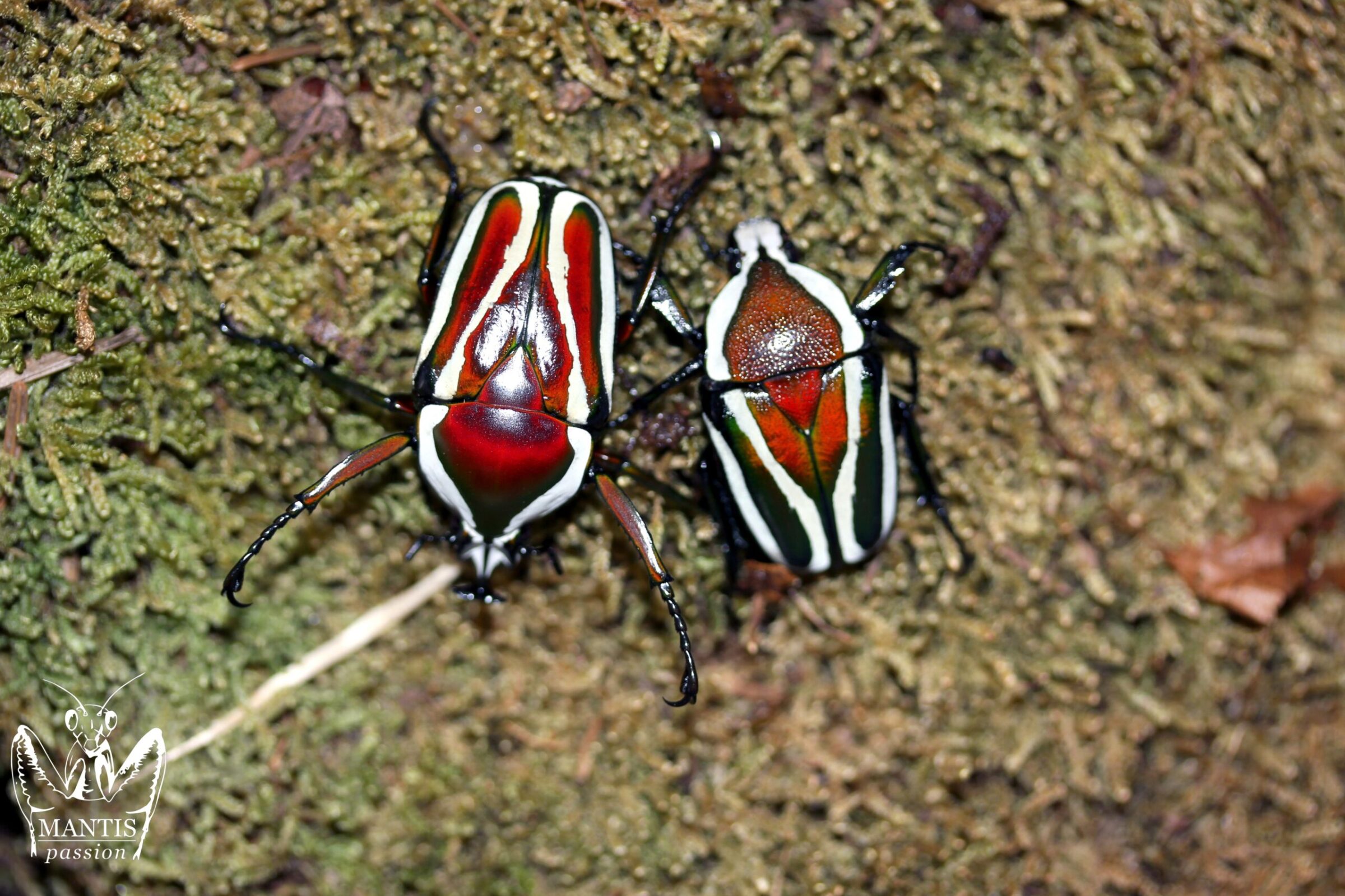 Dicronorhina derbyana layardi couple adulte