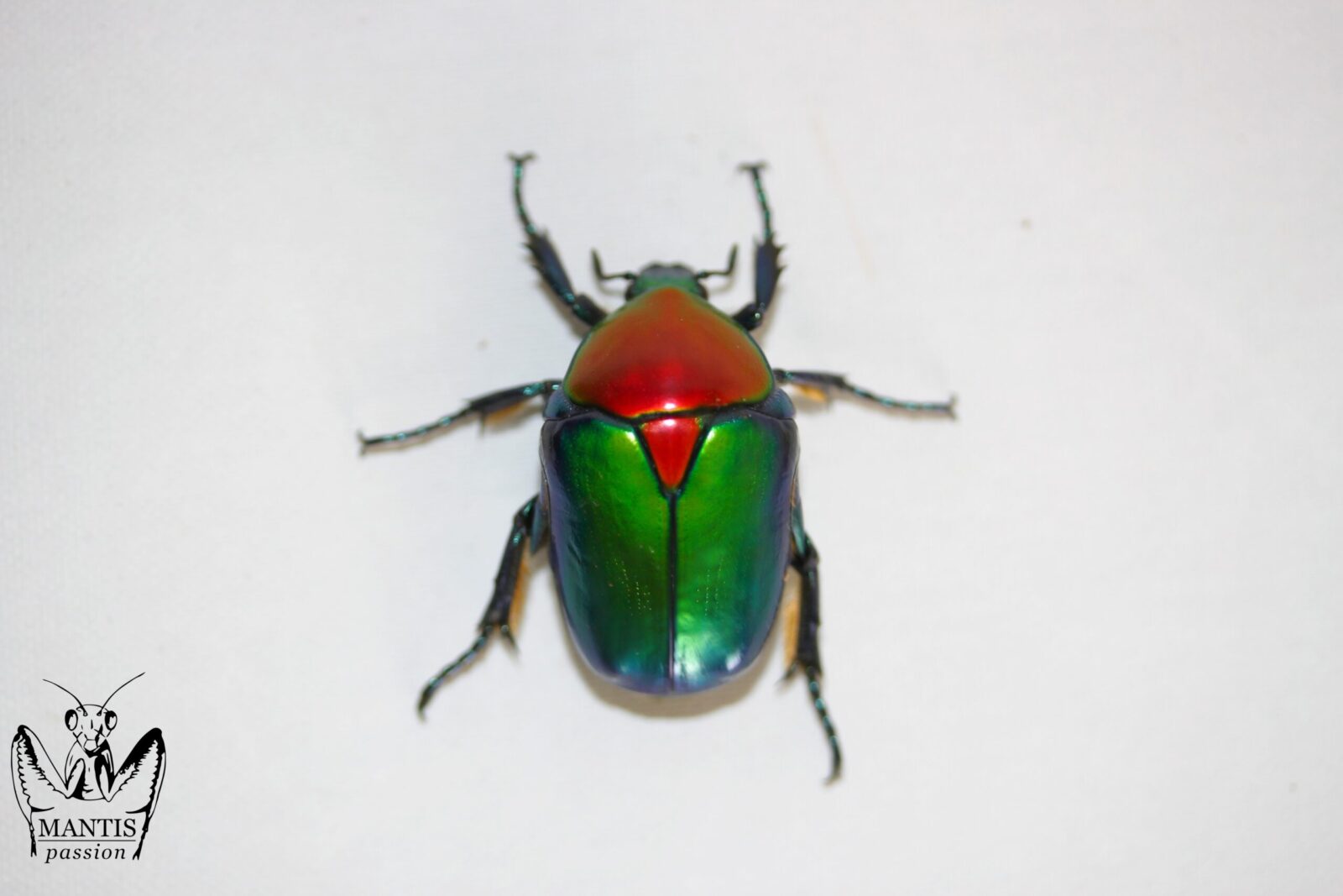 Protaetia speciosa jousselini adulte