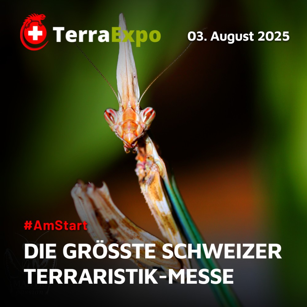 Expo Spreitenbach 2025