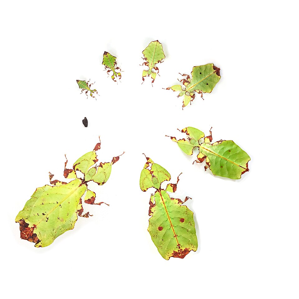 Pulchriphyllium giganteaum cycle de vie d'une femelle