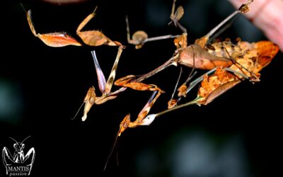 Gongylus gongylodes