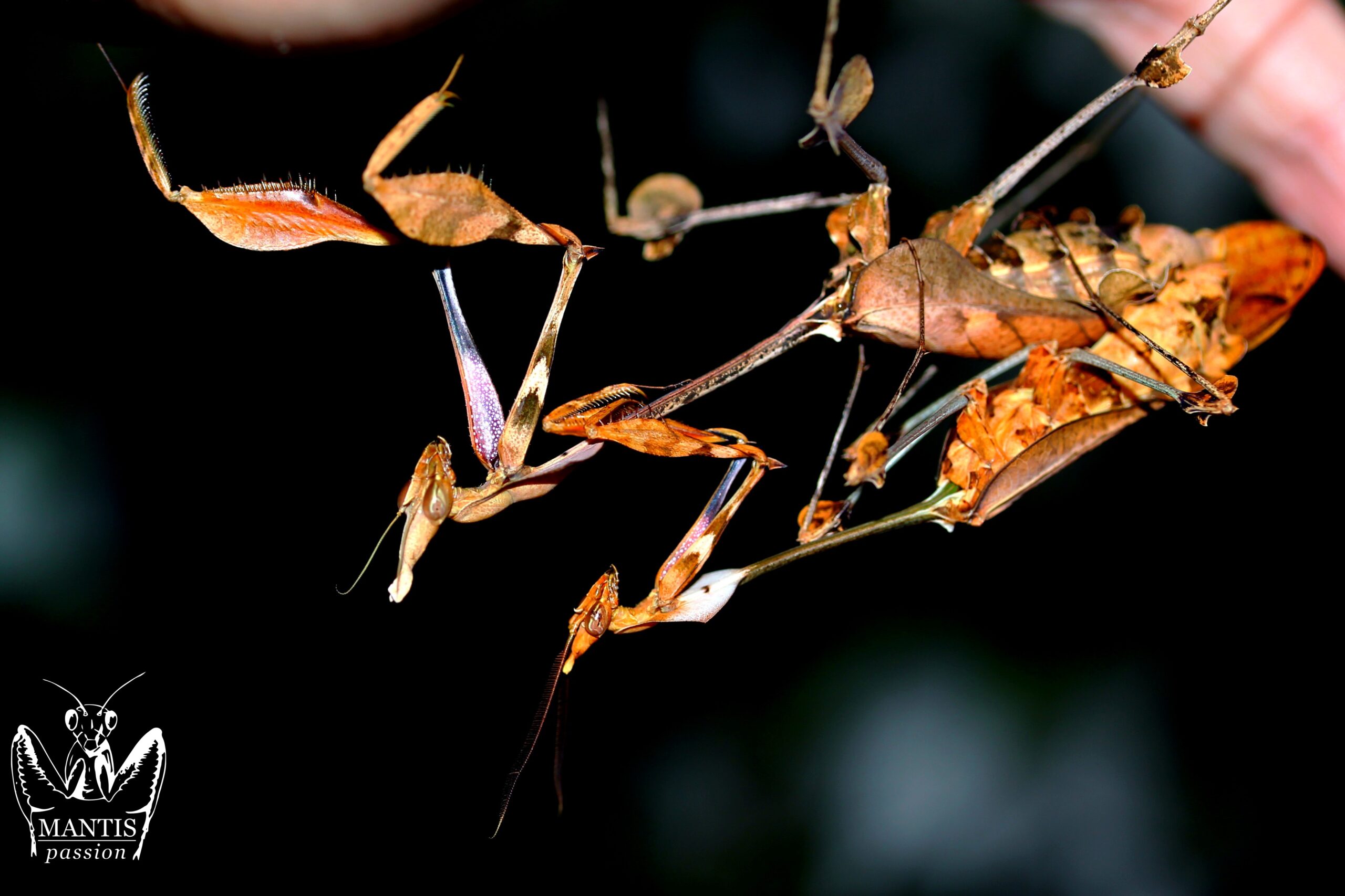 Gongylus gongylodes couple adulte