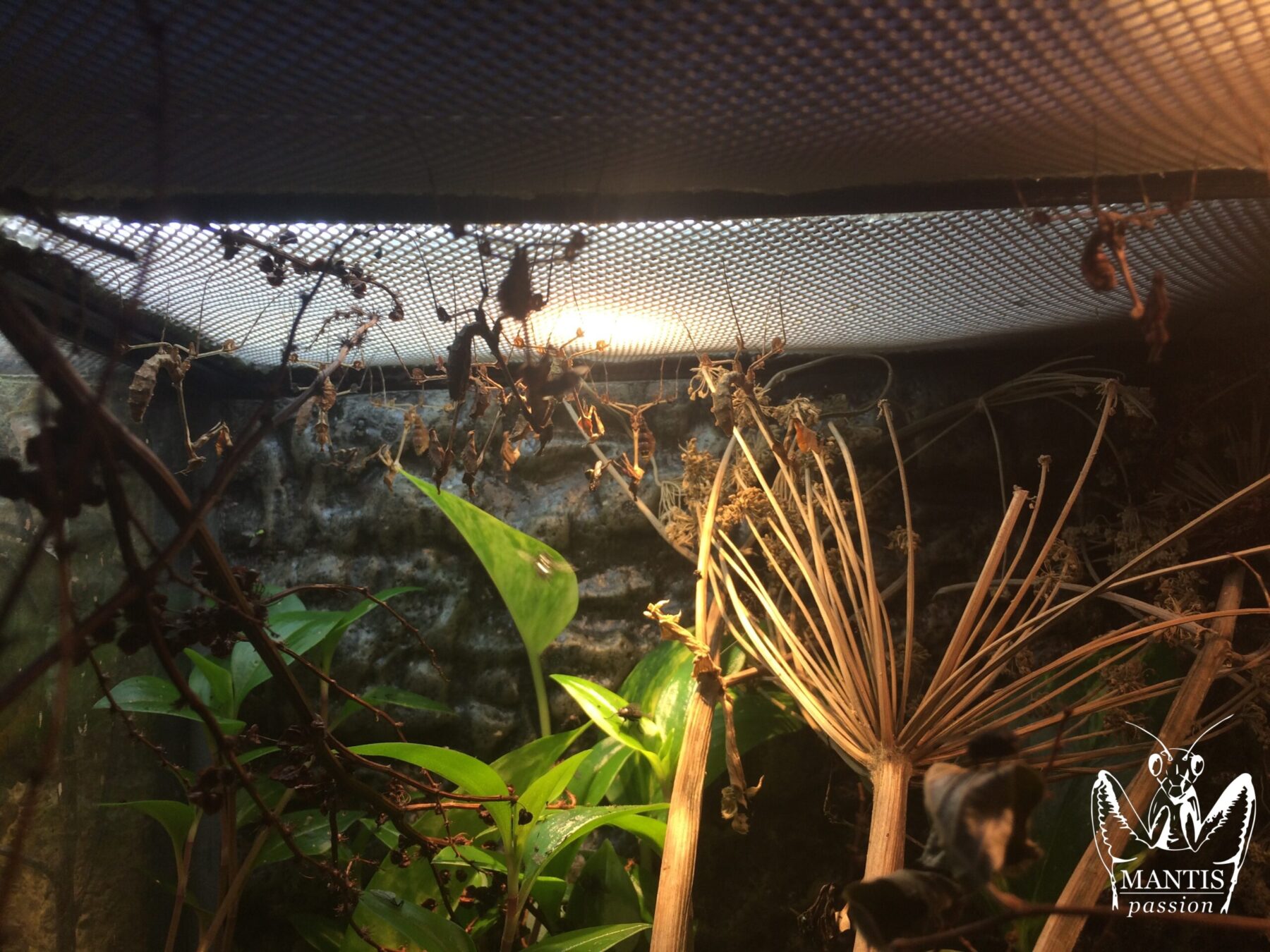 Gongylus gongylodes groupe de subsub/sub adultes