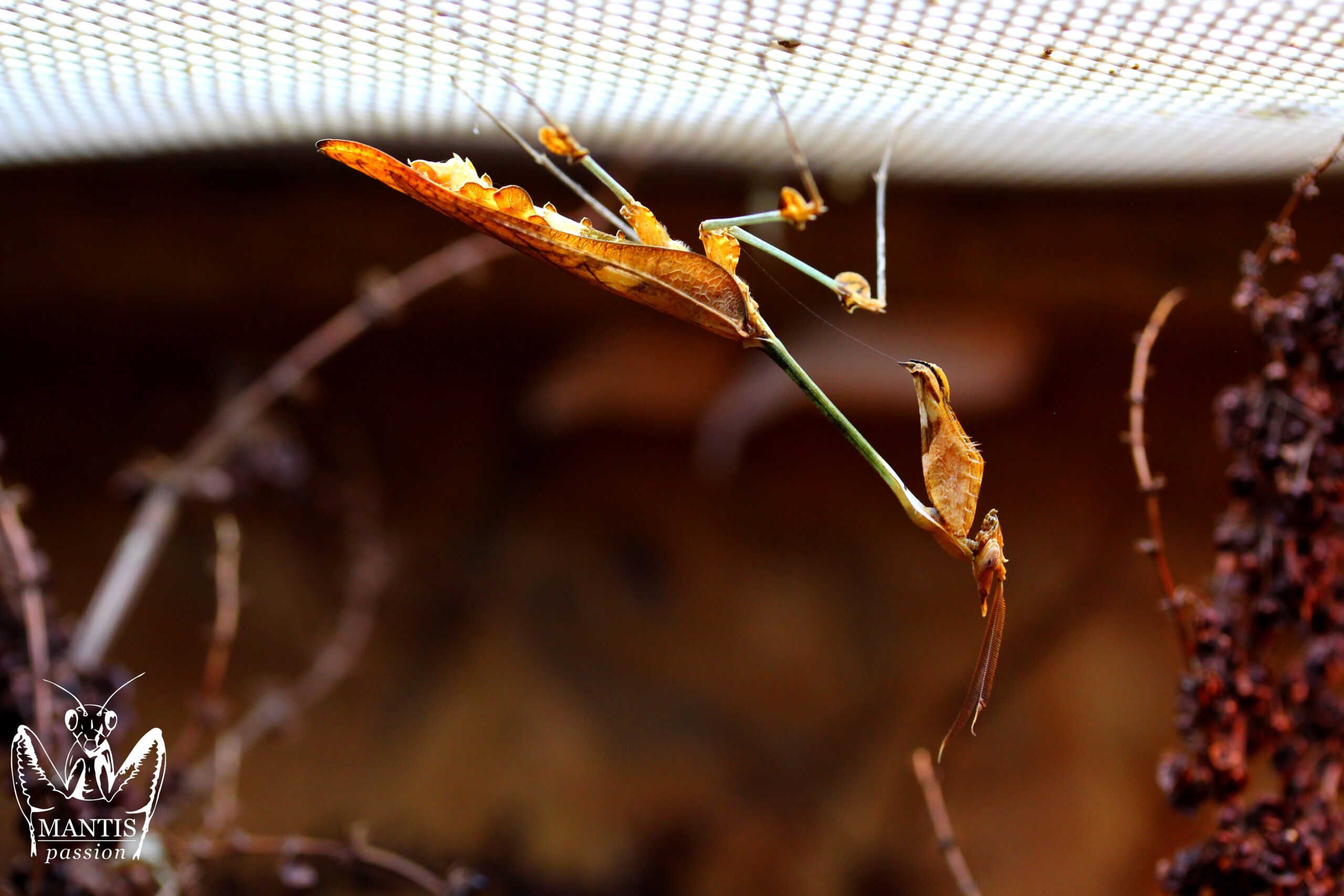 Gongylus gongylodes mâle adulte