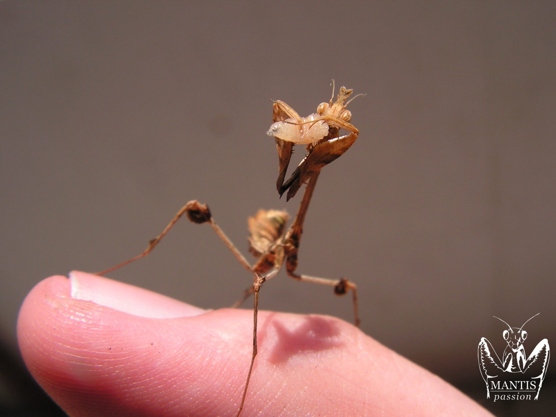 Gongylus gongylodes jeune L4