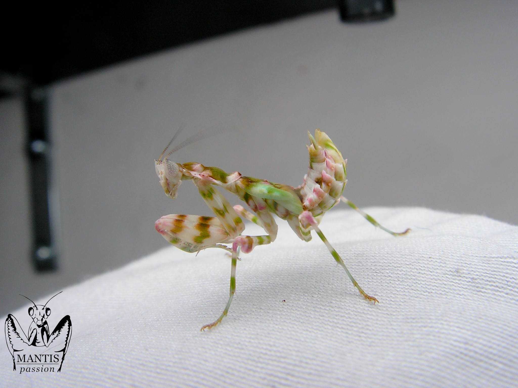 Harpagomantis tricolor femelle sub adulte