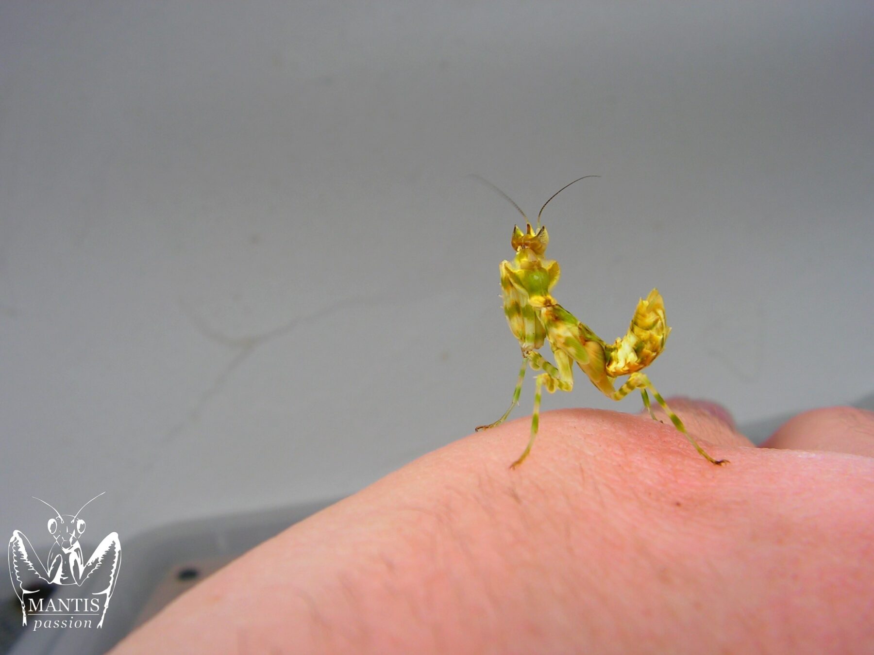 Harpagomantis tricolor femelle sub adulte sauvage, avec le coloris jaune assez commun
