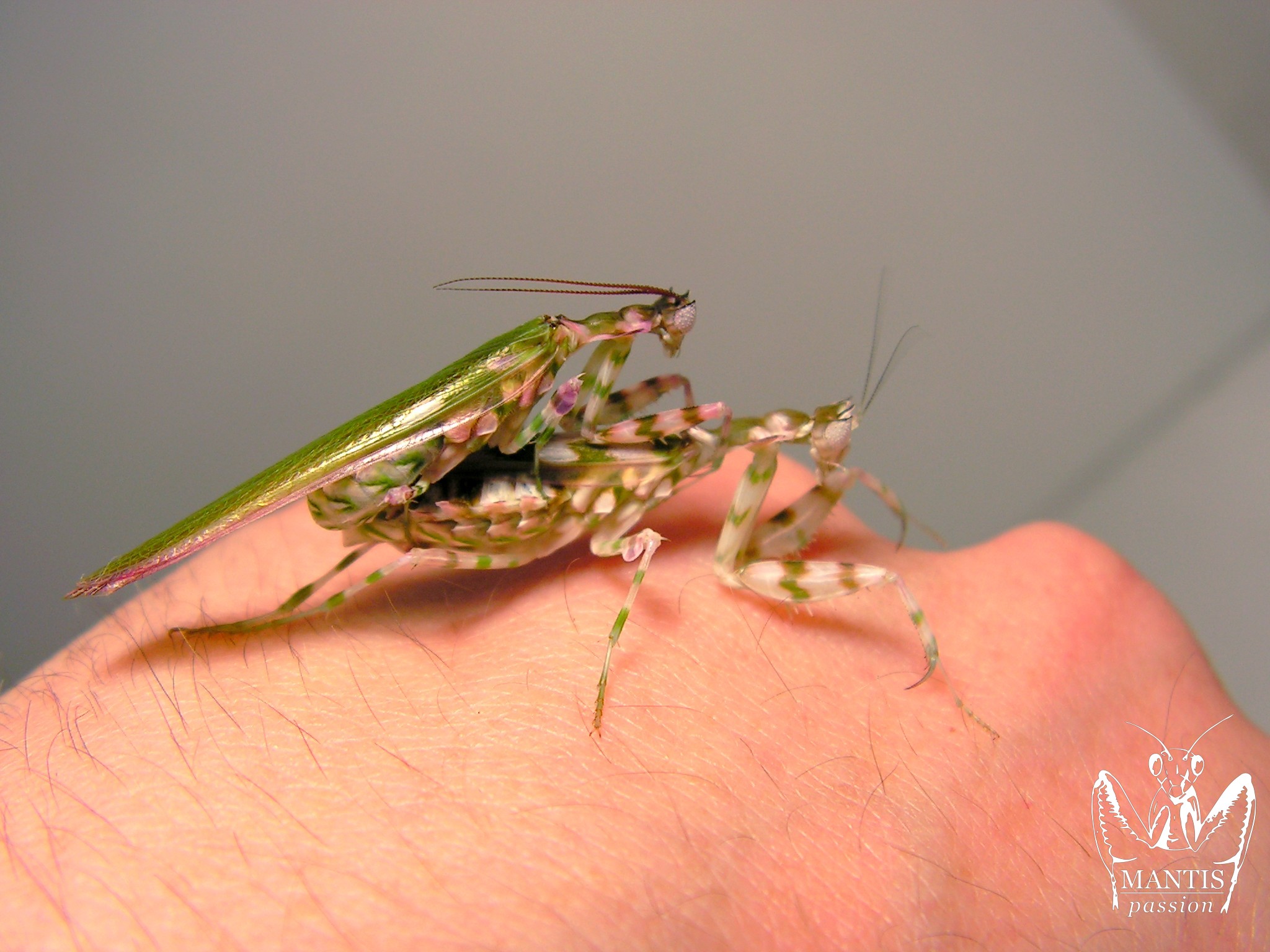 Harpagomantis tricolor couple adulte