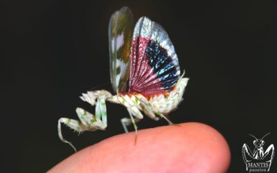 Harpagomantis tricolor